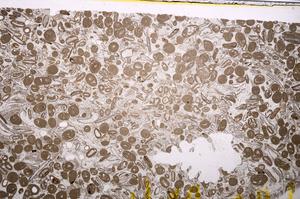 Plane Polarized, E41284