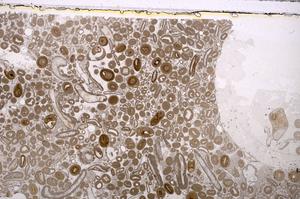 Plane Polarized, E41289