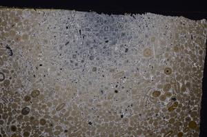 Cross Polarized, E41290