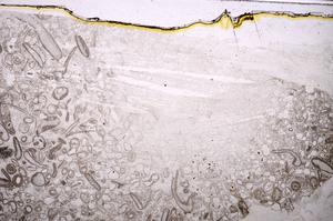 Plane Polarized, E41291