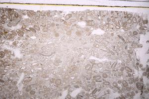 Plane Polarized, E41299