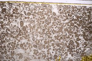 Plane Polarized, E41301