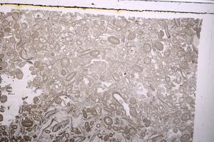 Plane Polarized, E41302