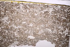 Plane Polarized, E41303