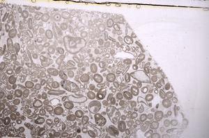 Plane Polarized, E41304