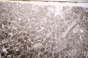 Plane Polarized, E41306