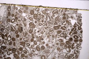 Plane Polarized, E41306/A