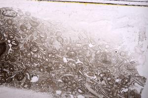 Plane Polarized, E41308