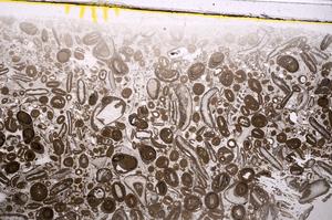 Plane Polarized, E41309