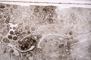 Plane Polarized, E41310