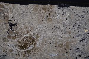 Cross Polarized, E41310