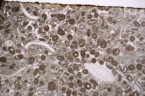 Plane Polarized, E41312