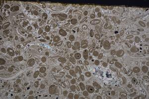 Cross Polarized, E41312