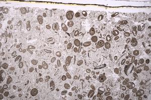 Plane Polarized, E41314