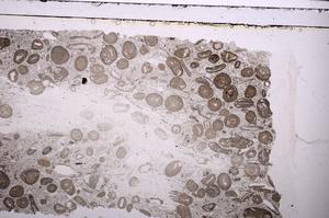 Plane Polarized, E41316