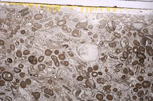 Plane Polarized, E41318