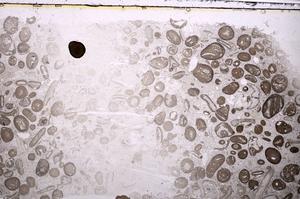 Plane Polarized, E41319