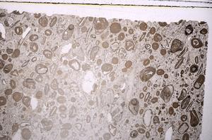 Plane Polarized, E41322