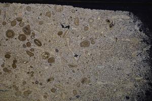 Cross Polarized, E41323