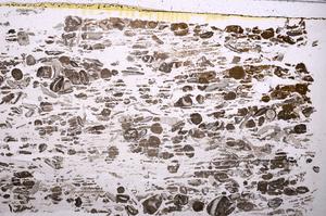 Plane Polarized, E41325