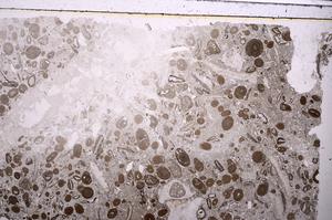 Plane Polarized, E41327