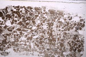 Plane Polarized, E41328