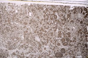 Plane Polarized, E41329