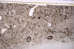 Plane Polarized, E41330