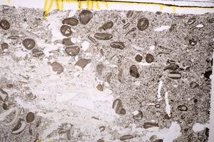 Plane Polarized, E41331