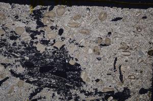 Cross Polarized, E41331