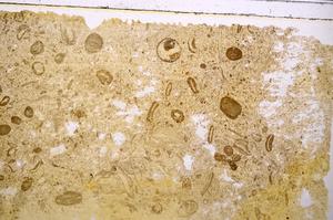 Plane Polarized, E41333