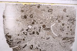 Plane Polarized, E41334