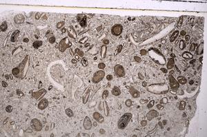 Plane Polarized, E41335