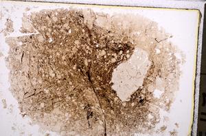 Plane Polarized, E41341