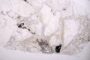 Plane Polarized, E41356
