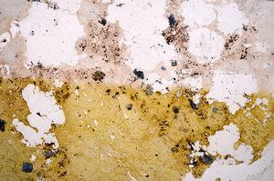 Plane Polarized, E41358