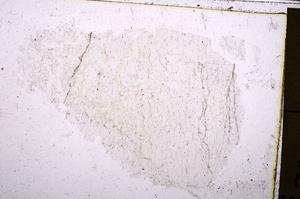 Plane Polarized, E41362