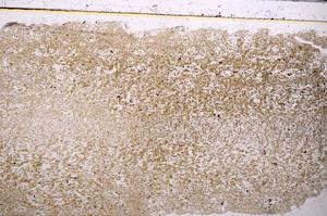 Plane Polarized, E41363