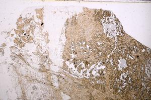 Plane Polarized, E41367