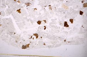 Plane Polarized, E41369