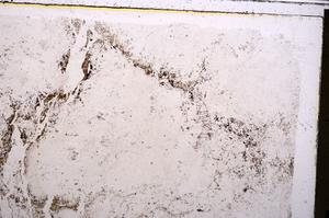 Plane Polarized, E41506/A