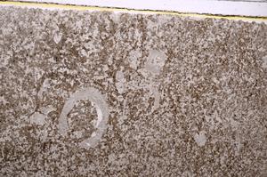 Plane Polarized, E41532