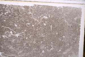 Plane Polarized, E41554