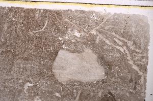 Plane Polarized, E41558