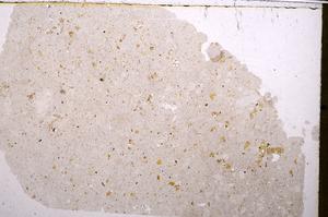 Plane Polarized, E41584