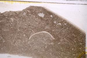Plane Polarized, E41610
