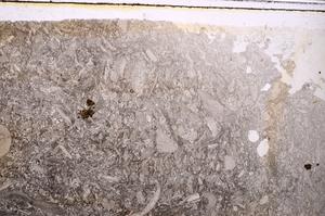 Plane Polarized, E41631