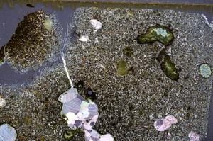 Cross Polarized, E41680