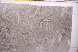 Plane Polarized, E41681