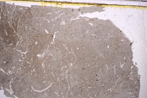 Plane Polarized, E41730